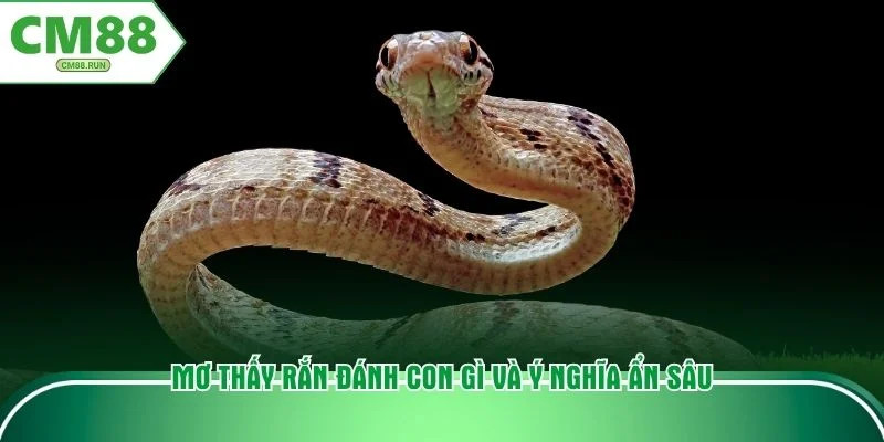 Mơ thấy rắn đánh con gì và ý nghĩa ẩn sâu