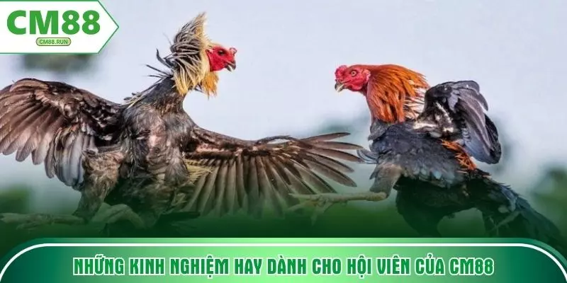 Những kinh nghiệm hay dành cho hội viên của CM88